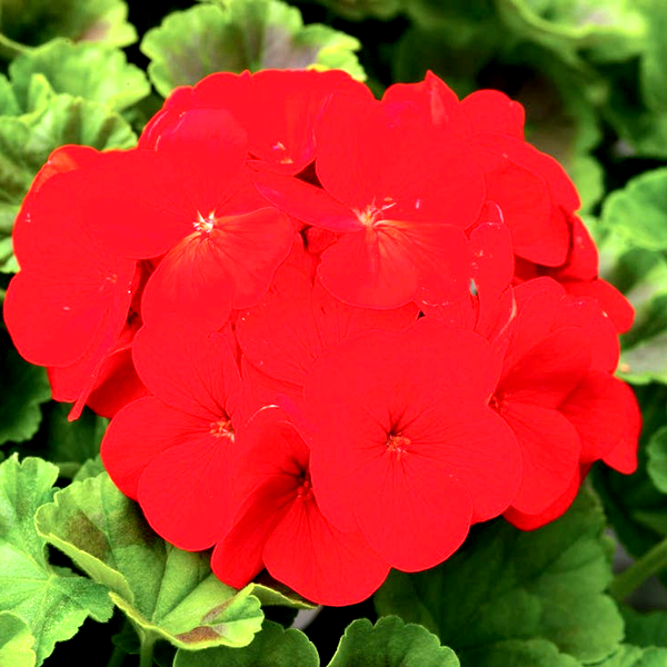 Pinto™ Premium Deep Red Hybrid Geranium Seeds