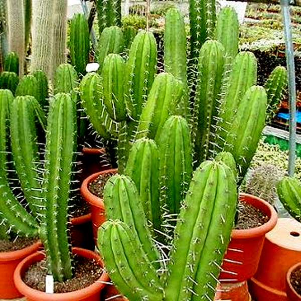 Polaskia chichipe