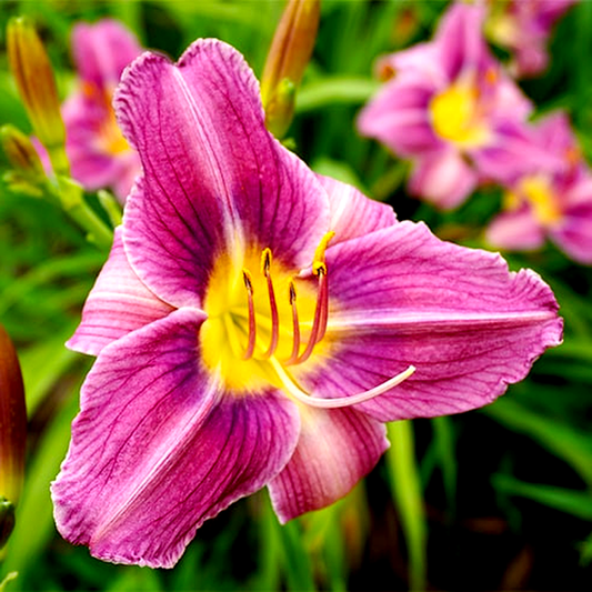 Prairie Blue Eyes