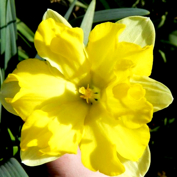 Pretty in Yellow