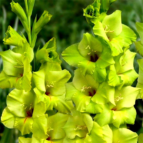 Prima Verde