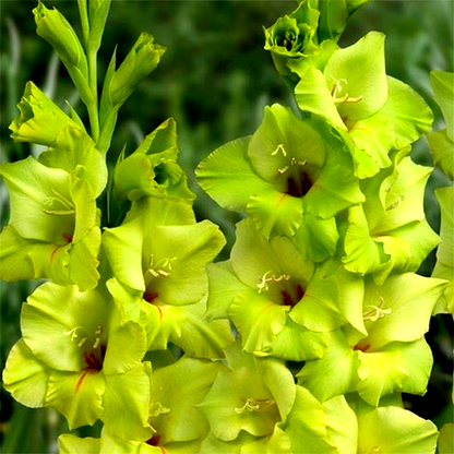 Prima Verde
