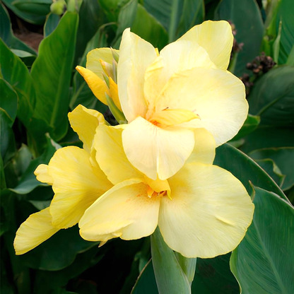Primrose Yellow