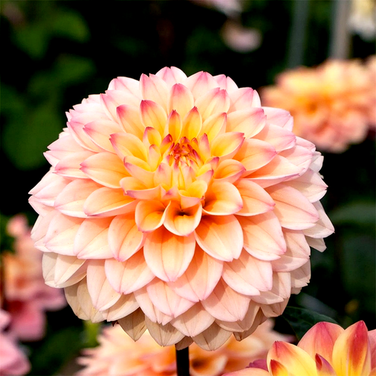 Princess Elizabeth