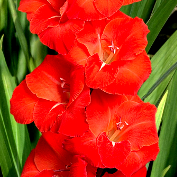 Puccini