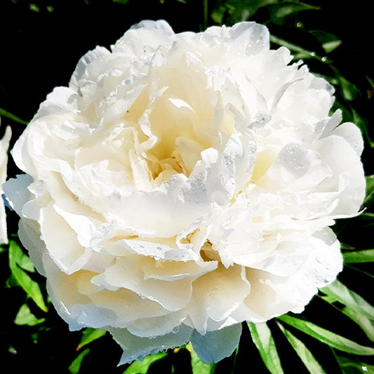 Puffed Cotton