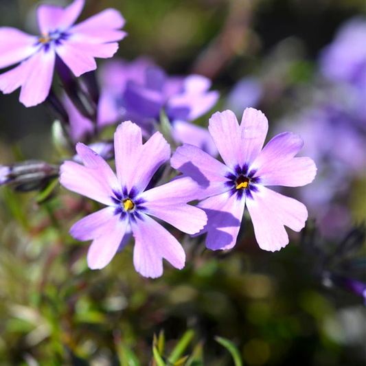 Purple Beauty