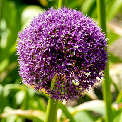 Purple Caila