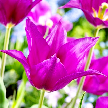 Purple Dream
