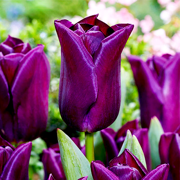 Purple Dwarf
