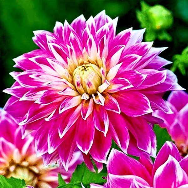 Purple Explosion