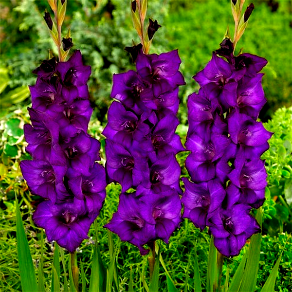 Purple Flora