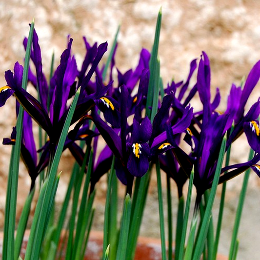 Purple Gem