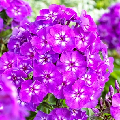Purple Kiss