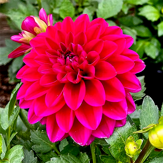 Purple World