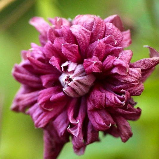 Purpurea Plena Elegans