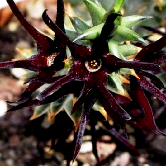 Quaqua mammillaris