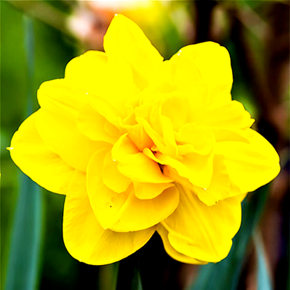 Queensday