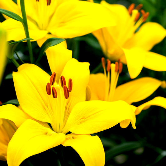 Rapid Yellow