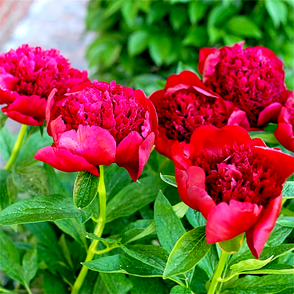 Red Charm