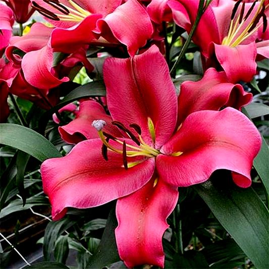 Red Desire
