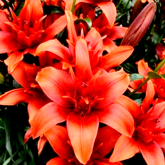 Red Flavour