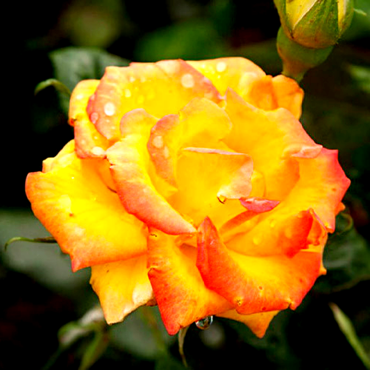 Red Gold