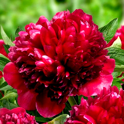 Red Grace