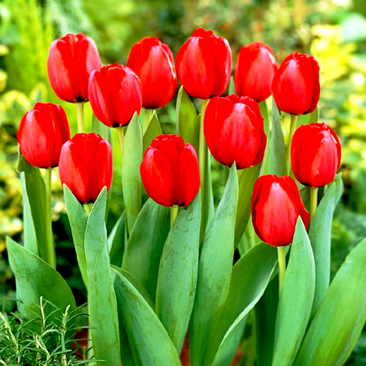 Red Impression