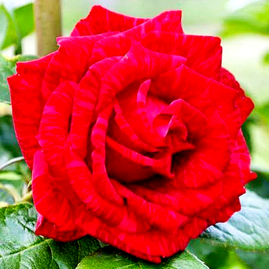 Red Intuition