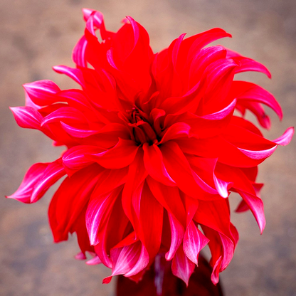 Red Labyrinth