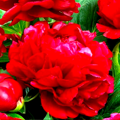 Red Magic
