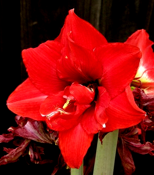 Red Nymph
