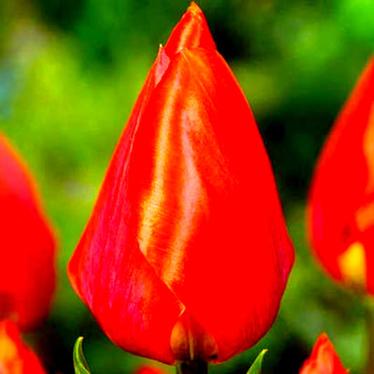 Red Paradiso