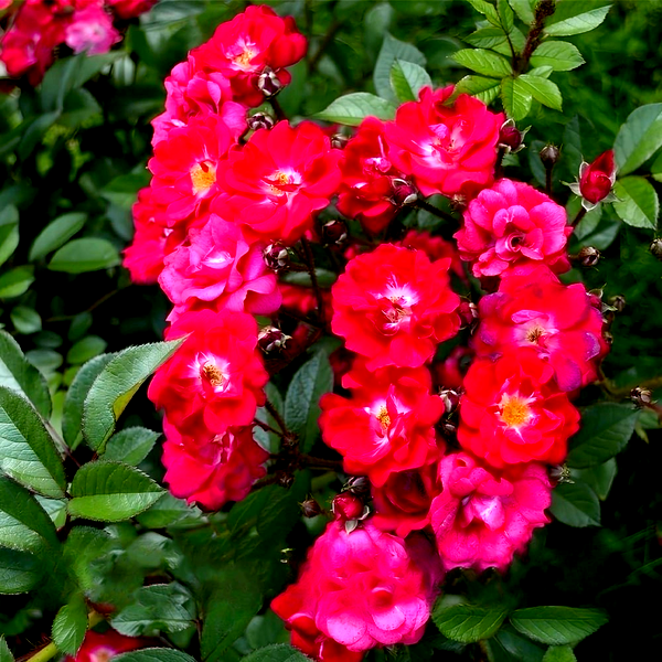 Red Passion