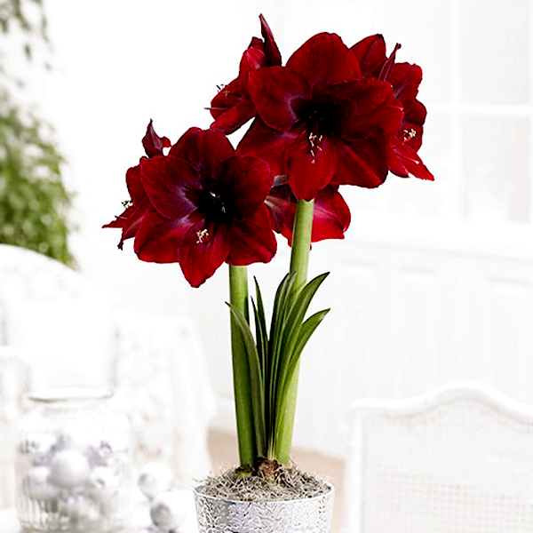 Red Pearl