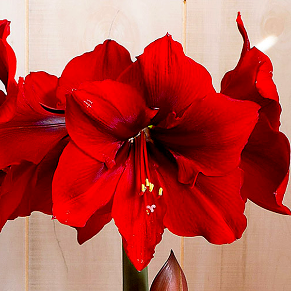 Red Queen