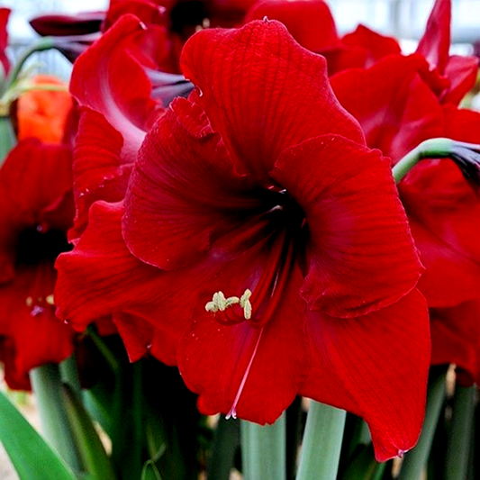 Red Reality