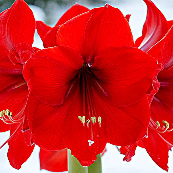 Red Rival