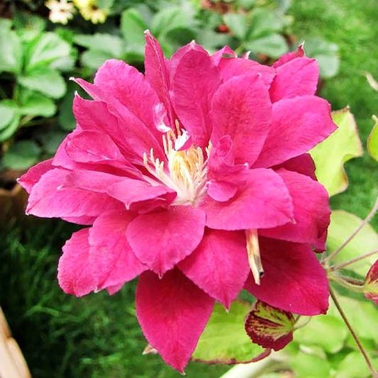 Red Star