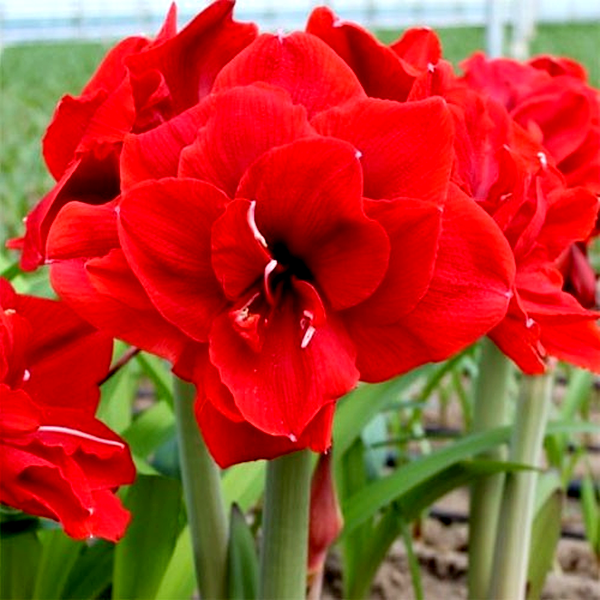 Red Torro