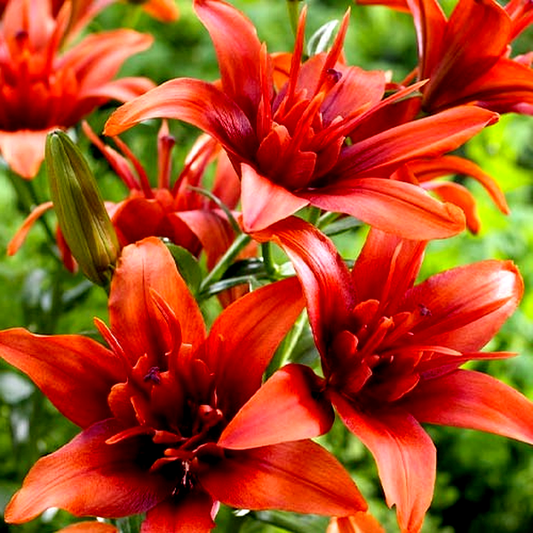 Red Twin