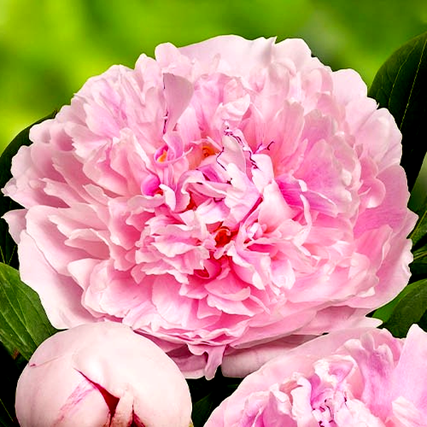 Reine Hortense