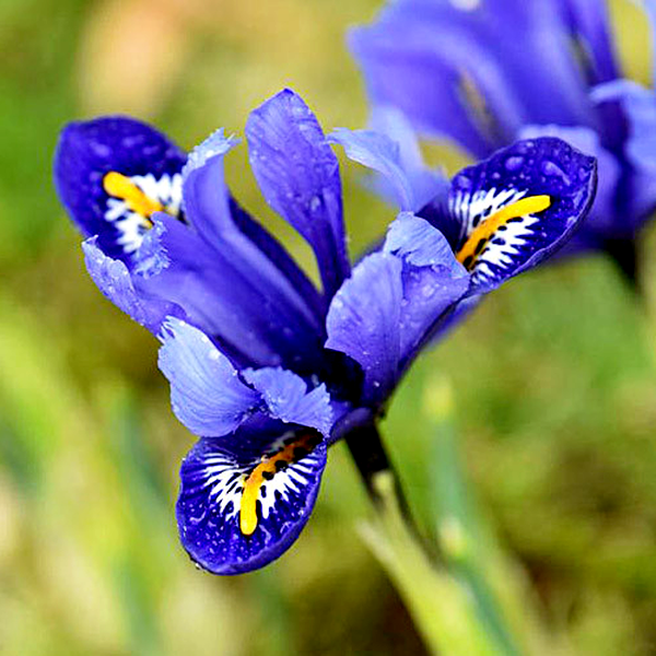 Rhapsody