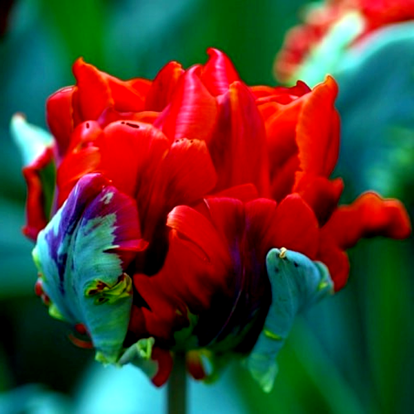 Rococo Double