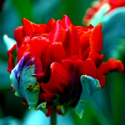 Rococo Double