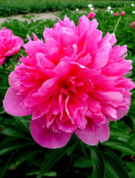Rosabella