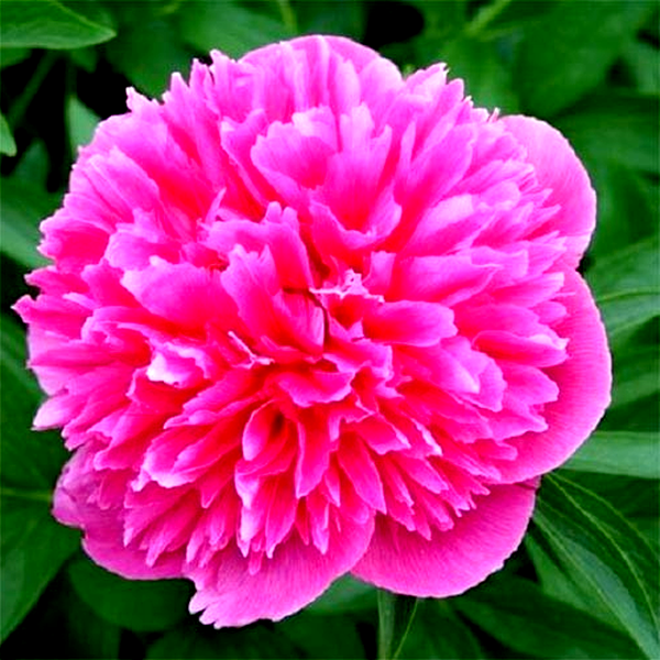 Rosea Plena