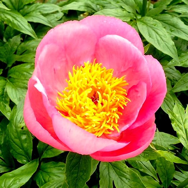 Roselette