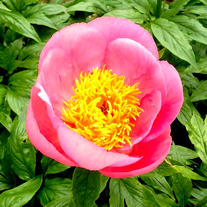 Roselette